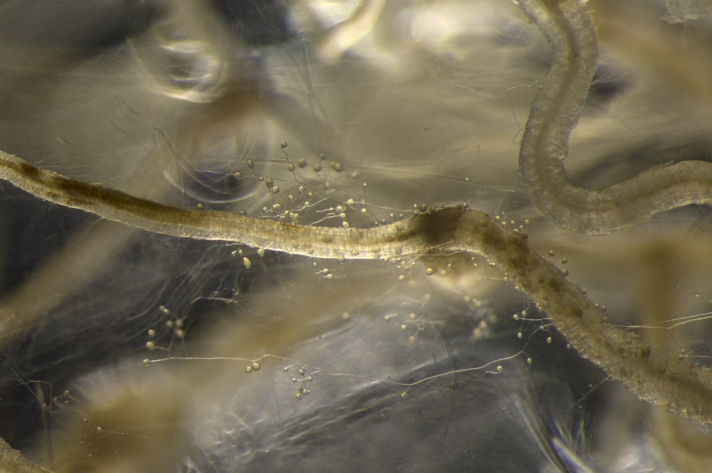 The cassava roots are inoculated with the fungus growing with a gel (photo Jeremy Bonvin, UNIL)